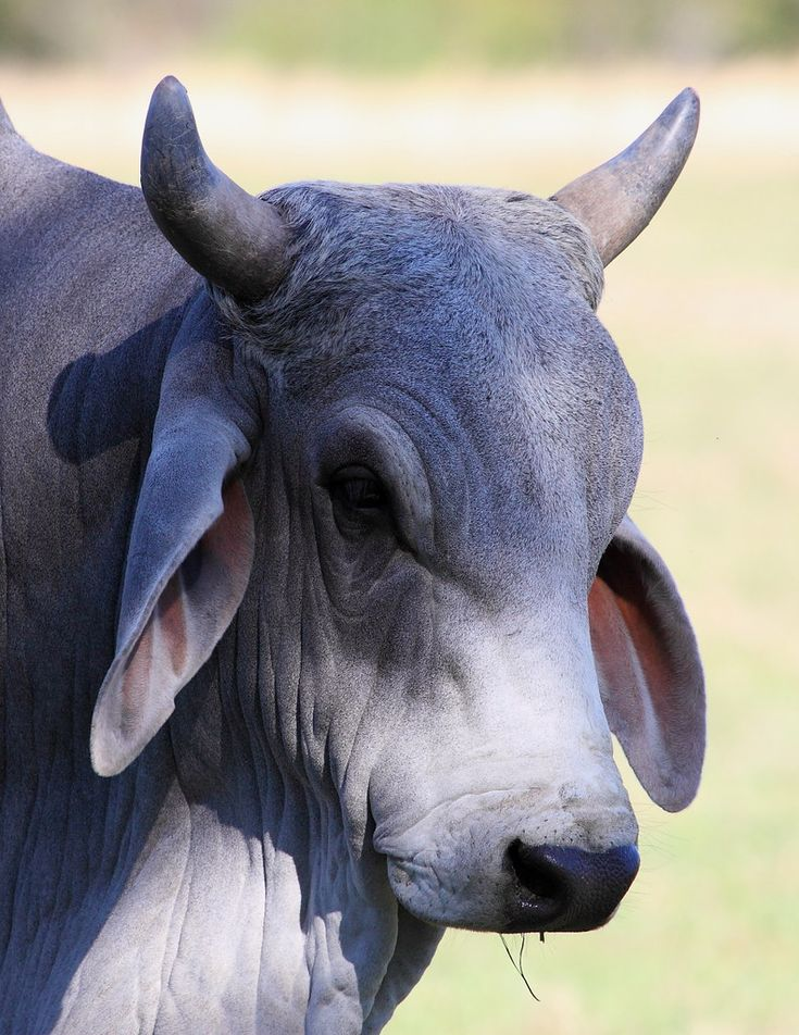 BRAHMA
