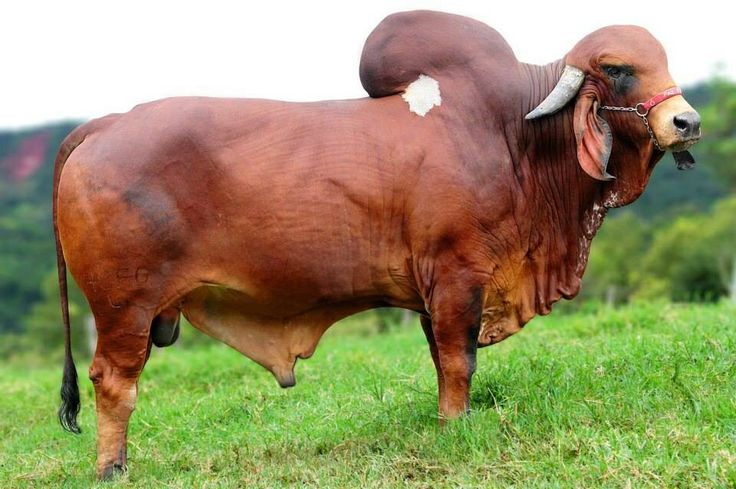 RAJ