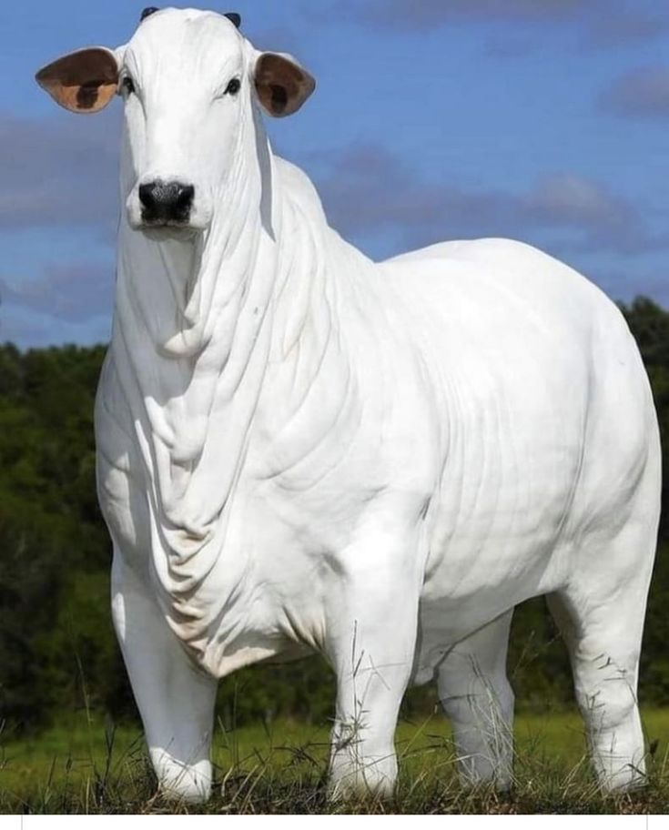 NELORE